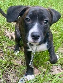 Catahoula Leopard Dog and Mountain Cur Dogs Available for Adoption in Alexandria, Louisiana - Badalia | PetCurious
