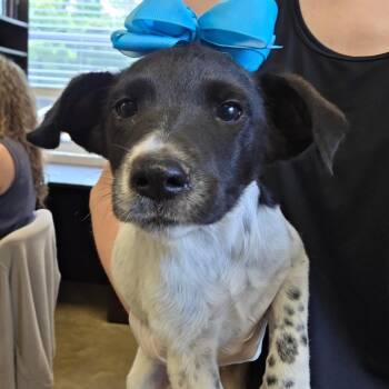 Zucchini -  Pointer and Mixed Breed Dog for Adoption in Enterprise, Alabama - Zucchini | PetCurious