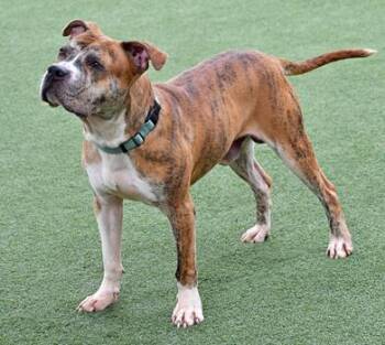 Rescue Fox Terrier and Mixed Breed Dogs for Adoption in Cleveland, Ohio - Sir | PetCurious