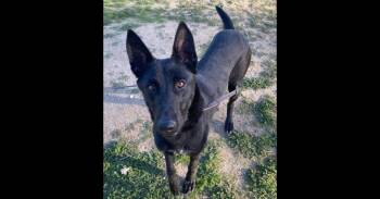 Belgian Shepherd Malinois Dogs Available for Adoption - Beauty | PetCurious