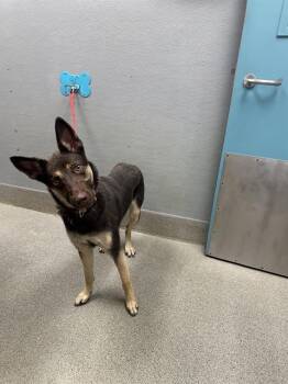 GODDESS -  German Shepherd Dog and Mixed Breed Dog for Adoption in Las Vegas, Nevada - GODDESS | PetCurious