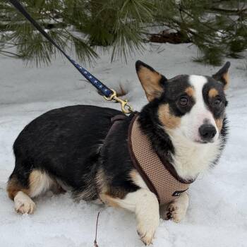 Corgi Dogs Available for Adoption - Caramel | PetCurious