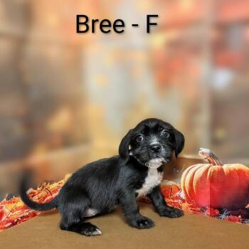 Bree -  Mixed Breed Dog for Adoption in Griswold, Connecticut - Bree | PetCurious