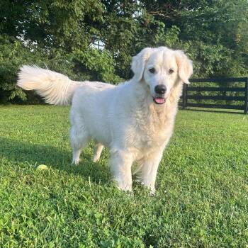 JET -  Golden Retriever Dog for Adoption in Louisville, Kentucky - JET | PetCurious