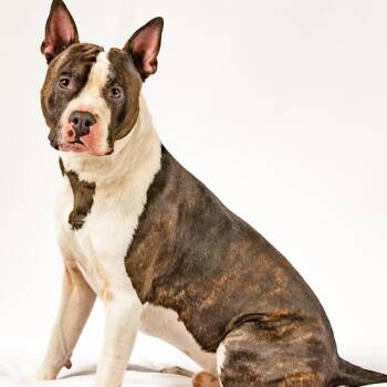 Rescue Terrier and English Bulldog Dogs for Adoption in Reno, Nevada - Zeke | PetCurious