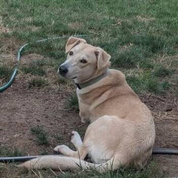 Snow -  Labrador Retriever and German Shepherd Dog Dog for Adoption in Overland Park, Kansas - Snow | PetCurious