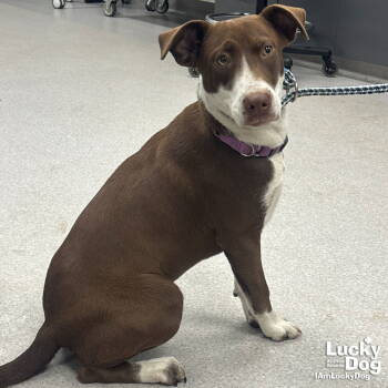 Rescue Pointer and Labrador Retriever Dogs for Adoption in Washington, District Of Columbia - Brittany | PetCurious