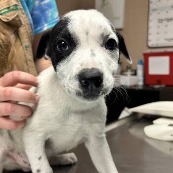 Gomez -  Hound and Pit Bull Terrier Dog for Adoption in Newport, North Carolina - Gomez | PetCurious