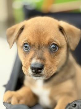 Australian Shepherd Dogs Available for Adoption in The Woodlands, Texas - Makya | PetCurious