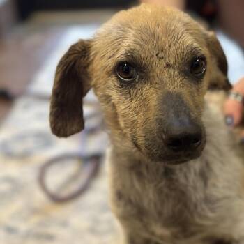 Mixed Breed Dogs Available for Adoption in Clarksville, Arkansas - Indiana Jones Aka Indie | PetCurious