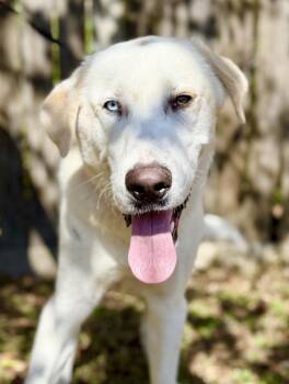 Gus -  Great Pyrenees and Labrador Retriever Dog for Adoption in Covington, Louisiana - Gus | PetCurious