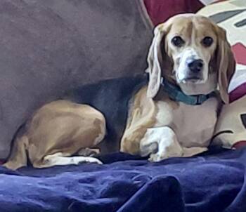 Rescue Beagle Dogs for Adoption in South Plainfield, New Jersey - Ellie | PetCurious