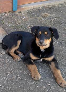 Australian Cattle Dog Blue Heeler and Labrador Retriever Dogs Available for Adoption - Kallio | PetCurious