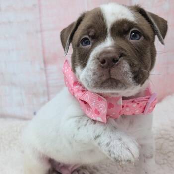 Pit Bull Terrier and Boxer Dogs Available for Adoption - Russell | PetCurious