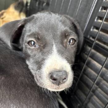 Rockstar -  Mixed Breed Dog for Adoption in Milton, Florida - Rockstar | PetCurious