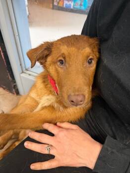 Golden Retriever Dogs Available for Adoption in Marion, Ohio - Max | PetCurious