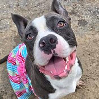 Rory - URGENT -  Pit Bull Terrier Dog for Adoption in Thousand Oaks, California - Rory - URGENT | PetCurious