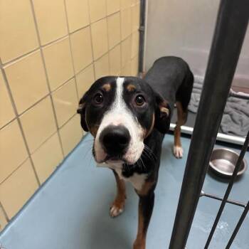Finn -  Bernese Mountain Dog and Greater Swiss Mountain Dog Dog for Adoption in Boulder, Colorado - Finn | PetCurious