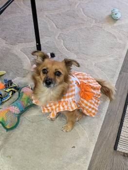 Dolly Girl -  Chihuahua and Dachshund Dog for Adoption in Parker, Colorado - Dolly Girl | PetCurious