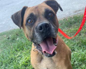Nala -  Boxer Dog for Adoption in Winnie, Texas - Nala | PetCurious