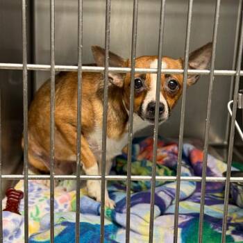 Winifred -  Chihuahua and Mixed Breed Dog for Adoption in Fort Smith, Arkansas - Winifred | PetCurious