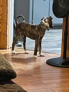 Scout -  Mixed Breed Dog for Adoption - Scout | PetCurious