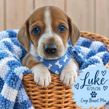 Luke -  Corgi and Basset Hound Dog for Adoption in Fort Worth, Texas - Luke | PetCurious