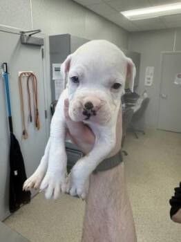 Mixed Breed Dogs Available for Adoption in Lafayette, Indiana - Kelvin (grey) | PetCurious