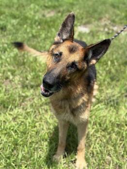 Rescue German Shepherd Dog Dogs for Adoption in Fort Lauderdale, Florida - FLYNN | PetCurious
