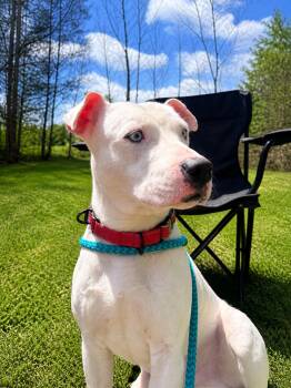 Pit Bull Terrier and Dogo Argentino Dogs Available for Adoption in Dillsburg, Pennsylvania - Bentley | PetCurious