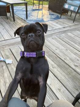 Pug Dogs Available for Adoption in Rural Hall, North Carolina - Violet | PetCurious