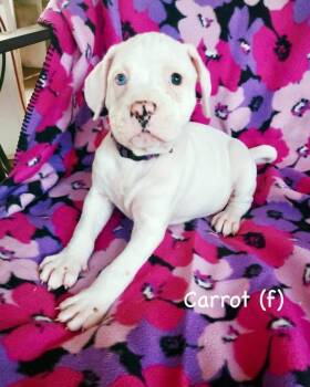 Boxer Dogs Available for Adoption in Monticello, New York - Veg Litter - Carrot | PetCurious