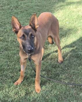 Chomper -  Belgian Shepherd Malinois Dog for Adoption in Tulare, California - Chomper | PetCurious