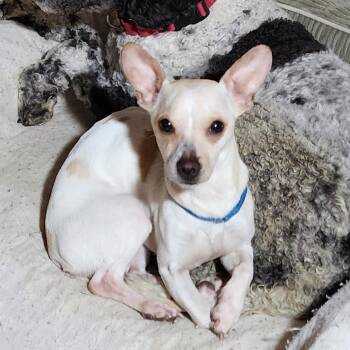 Matilda -  Chihuahua and Mixed Breed Dog for Adoption in Glenelg, Maryland - Matilda | PetCurious