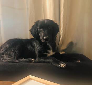 Border Collie Dogs Available for Adoption - Oso | PetCurious