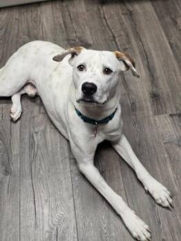 Dominic -  Mixed Breed Dog for Adoption in Fort Collins, Colorado - Dominic | PetCurious