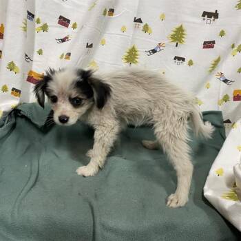 A614490 -  Poodle and Mixed Breed Dog for Adoption in Modesto, California - A614490 | PetCurious