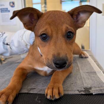 Acorn -  Hound and Cattle Dog Dog for Adoption in Nashville, Tennessee - Acorn | PetCurious