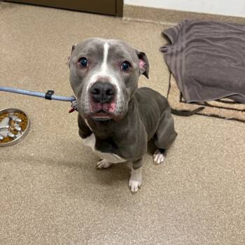 Rescue Pit Bull Terrier and Mixed Breed Dogs for Adoption in League City, Texas - Kujo De Los Santos | PetCurious