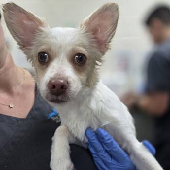 Rescue Chihuahua and Terrier Dogs for Adoption in Incline Village, Nevada - Fettuccine Alfredo | PetCurious
