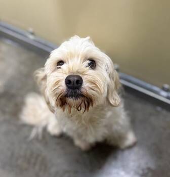 Almendra -  Havanese Dog for Adoption in Sioux City, Iowa - Almendra | PetCurious