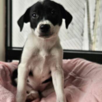 Miniature Pinscher Dogs Available for Adoption - Jetta | PetCurious