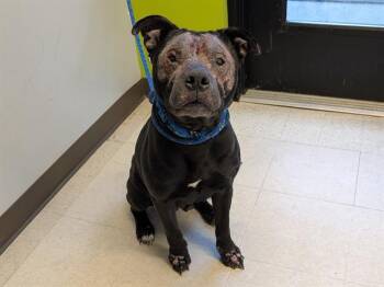 Pit Bull Terrier Dogs Available for Adoption - FRANKIE | PetCurious