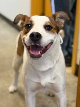 Mixed Breed Dogs Available for Adoption in Lockhart, Texas - Honey | PetCurious