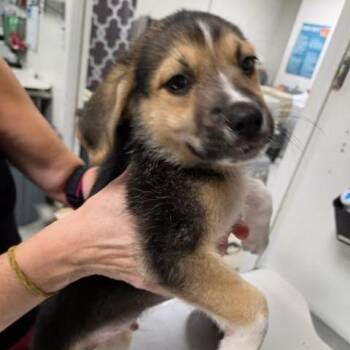 Robard -  Hound and Mixed Breed Dog for Adoption in Fredericksburg, Virginia - Robard | PetCurious