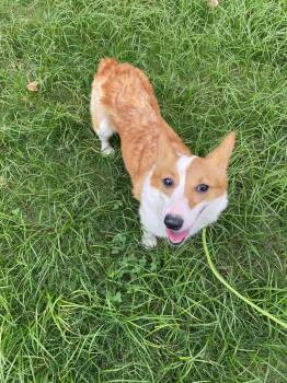 Rescue Corgi Dogs for Adoption in Toronto, Ontario - Domie | PetCurious