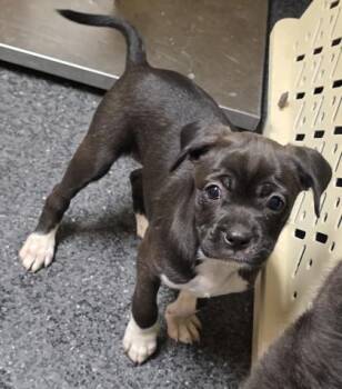 Cowgirl -  Chihuahua and Mixed Breed Dog for Adoption in Roseville, California - Cowgirl | PetCurious