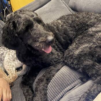 Johnathan -  Standard Poodle and Great Pyrenees Dog for Adoption - Johnathan | PetCurious