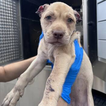 ZAMMY -  Labrador Retriever and Mixed Breed Dog for Adoption in Edinburg, Texas - ZAMMY | PetCurious