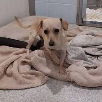 Fresa -  Chihuahua Dog for Adoption in Lake Havasu City, Arizona - Fresa | PetCurious